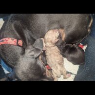 Mixed Breed - Both