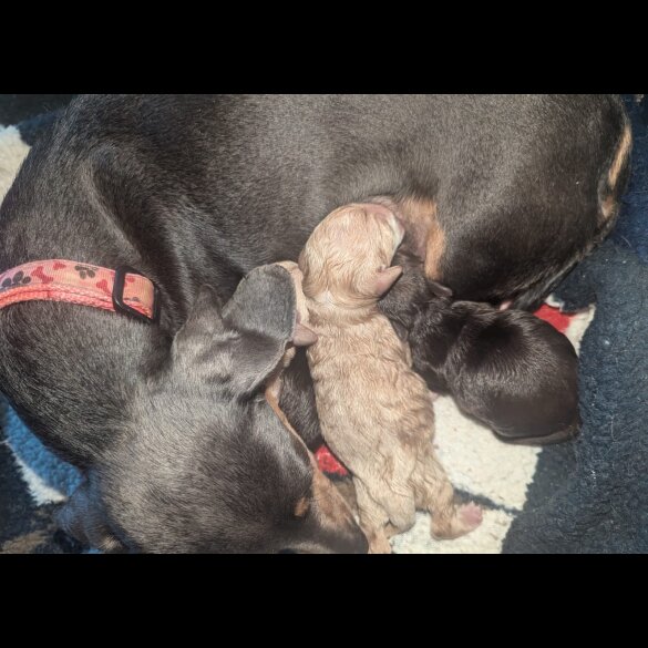 Mixed Breed - Both
