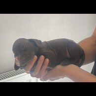Mixed Breed - Both