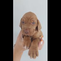 Mixed Breed - Both