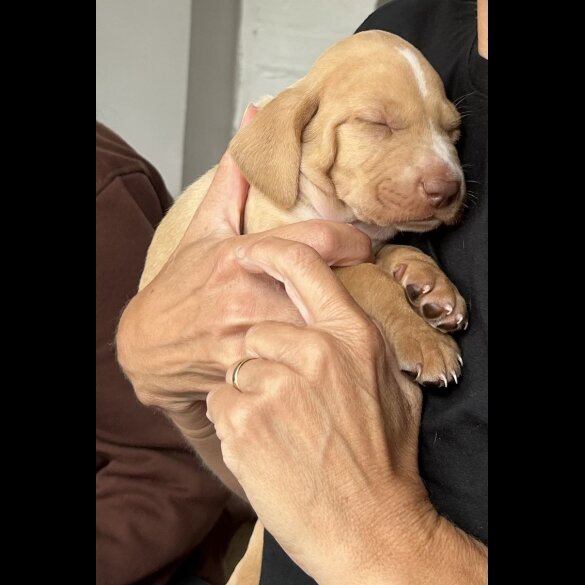 Mixed Breed - Both