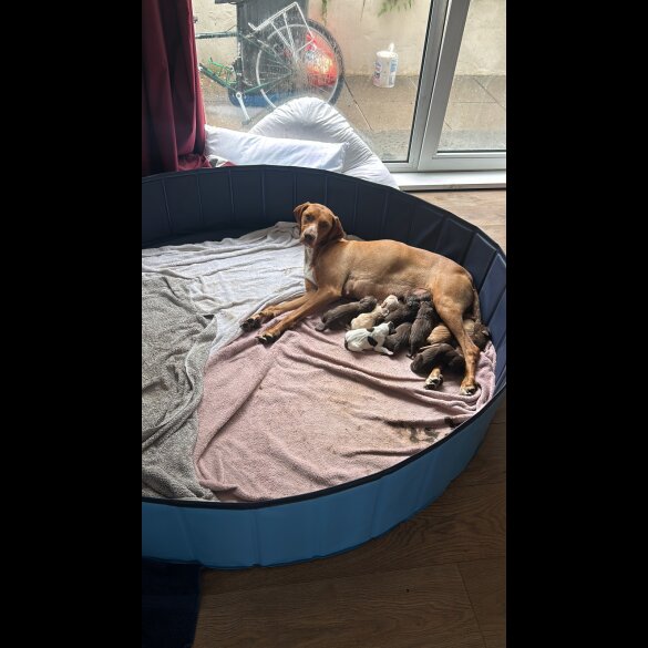 Mixed Breed - Both