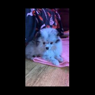 Pomeranian - Both
