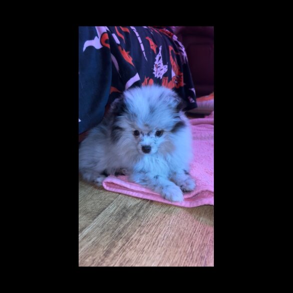 Pomeranian - Both