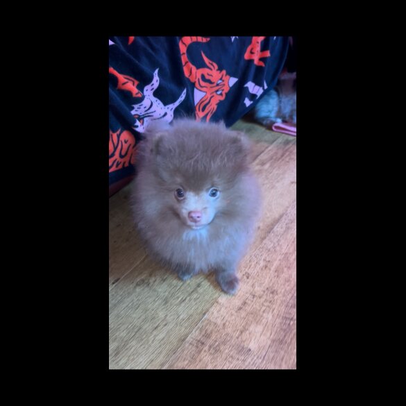 Pomeranian - Both