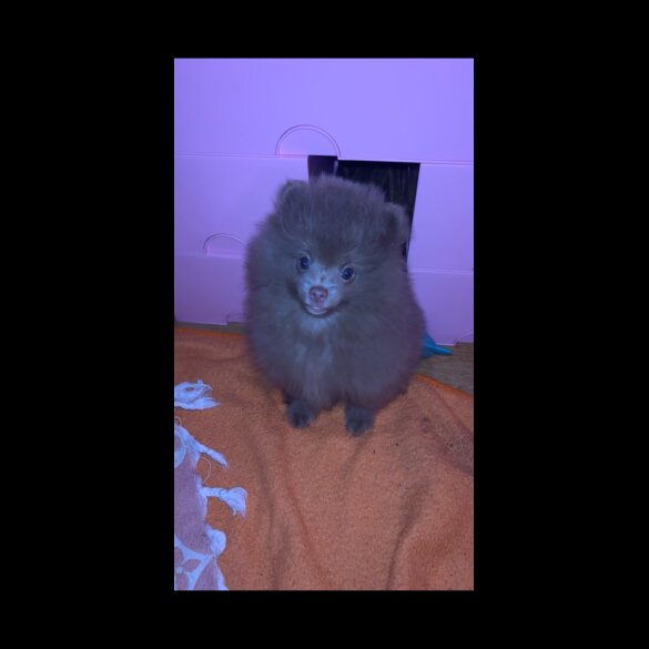 Pomeranian - Both