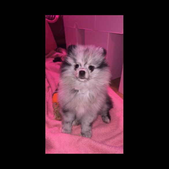 Pomeranian - Both