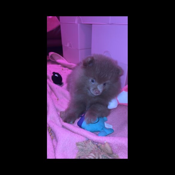 Pomeranian - Both