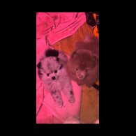 Pomeranian - Both