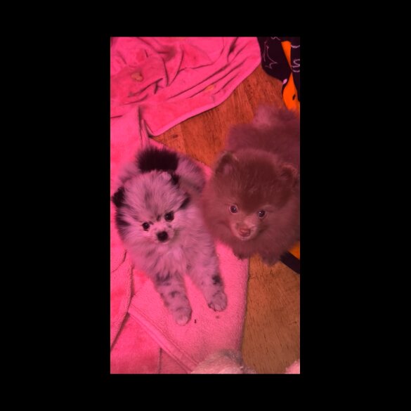Pomeranian - Both