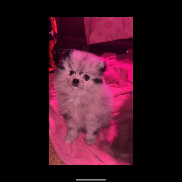 Pomeranian - Both