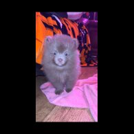 Pomeranian - Both