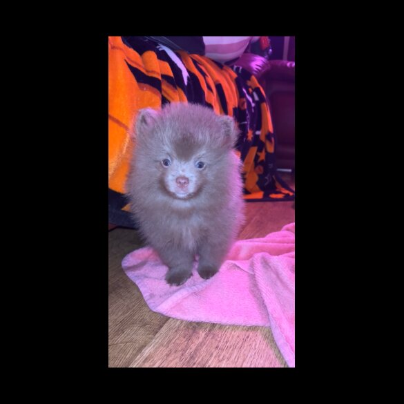 Pomeranian - Both