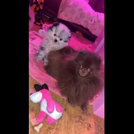 Pomeranian - Both