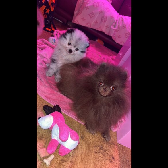Pomeranian - Both
