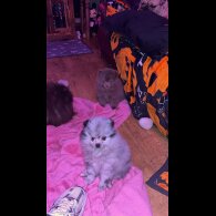 Pomeranian - Both