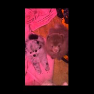 Pomeranian - Both