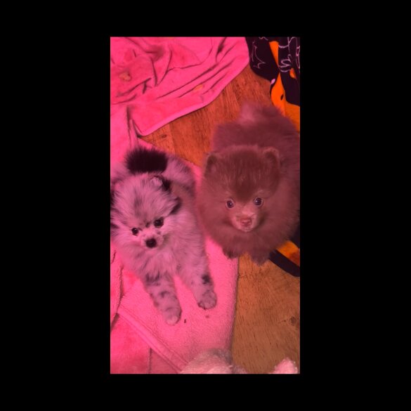 Pomeranian - Both