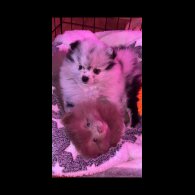 Pomeranian - Both