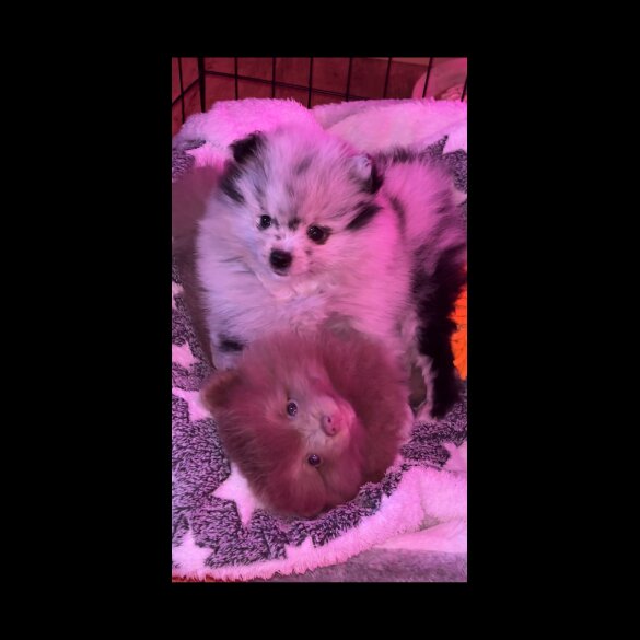 Pomeranian - Both