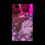 Pomeranian - Both