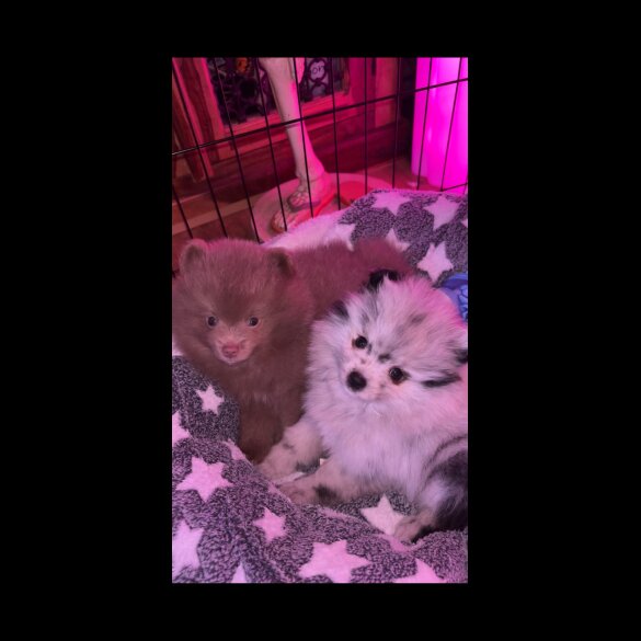 Pomeranian - Both