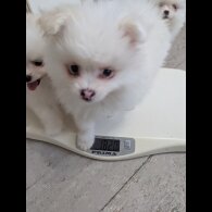 Pomeranian - Both