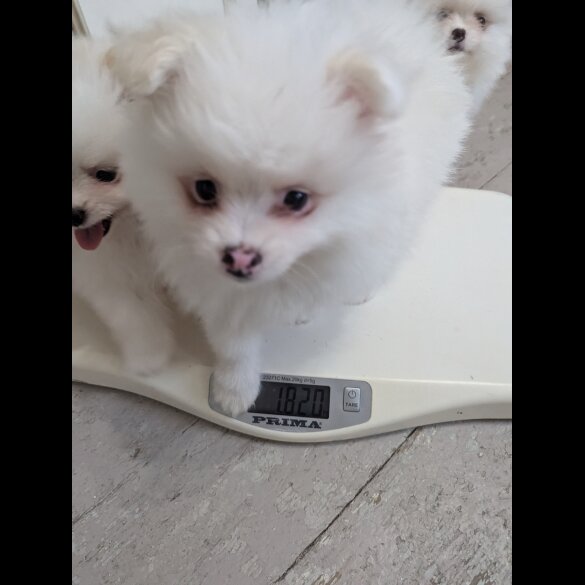 Pomeranian - Both