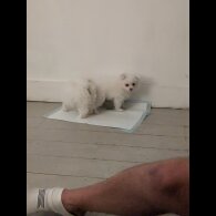 Pomeranian - Both
