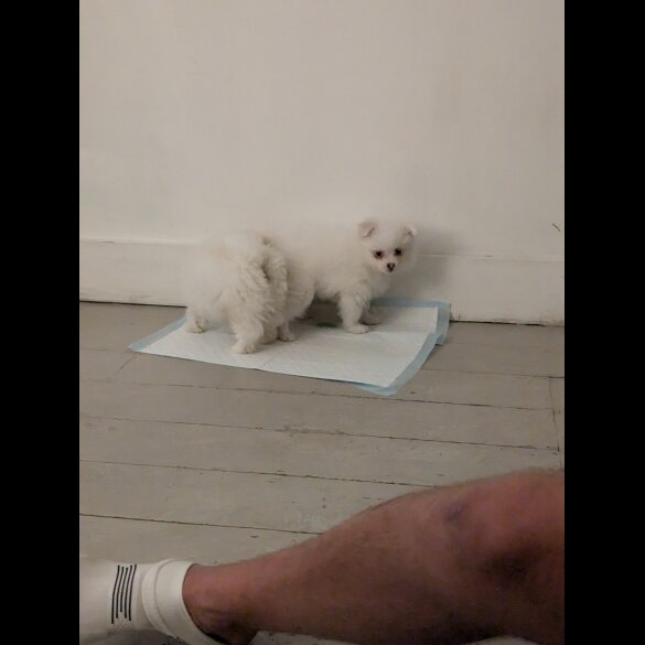 Pomeranian - Both