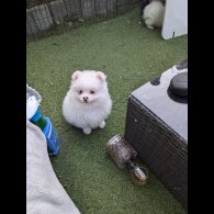 Pomeranian - Both