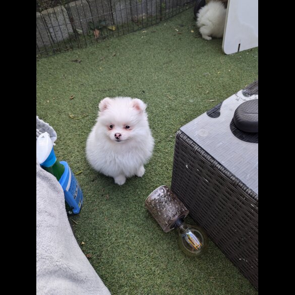 Pomeranian - Both