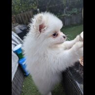Pomeranian - Both