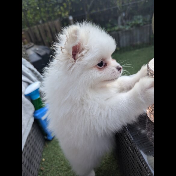 Pomeranian - Both
