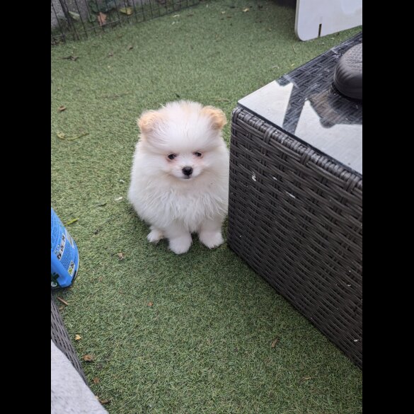 Pomeranian - Both