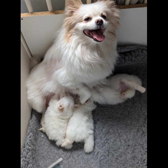Pomeranian - Both