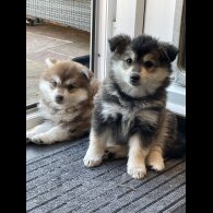 Pomsky - Bitches