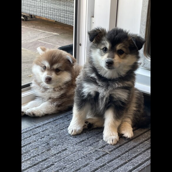 Pomsky - Bitches