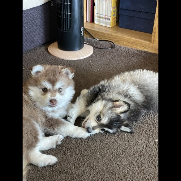 Pomsky - Bitches