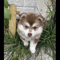 Pomsky - Bitches