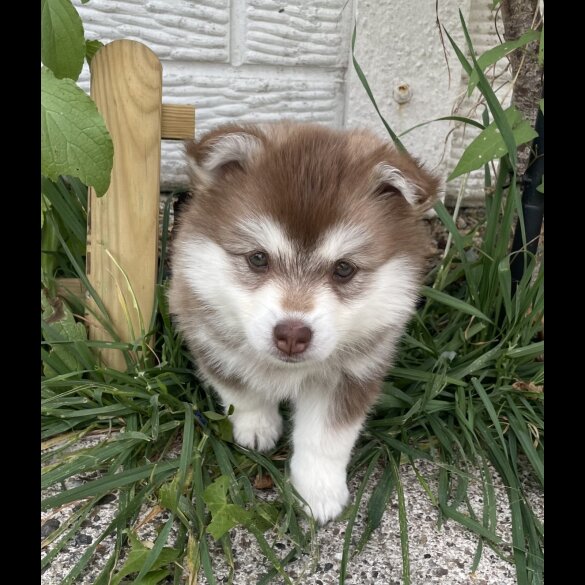 Pomsky - Bitches
