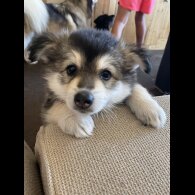 Pomsky - Bitches
