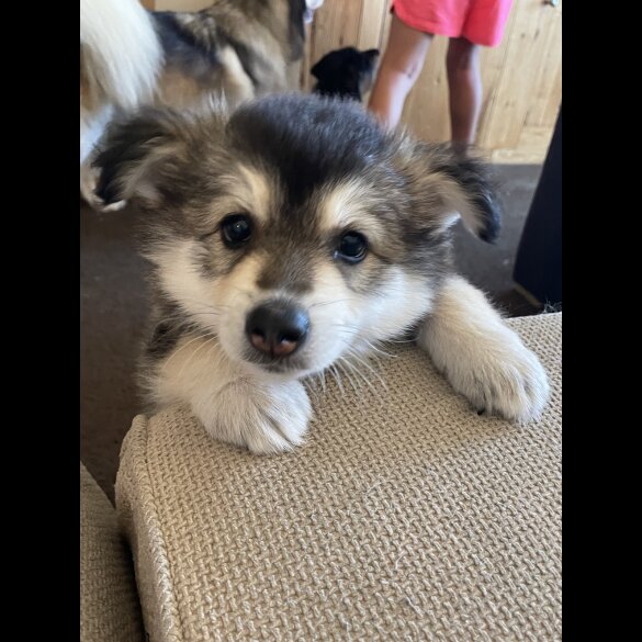 Pomsky - Bitches