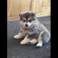 Pomsky - Bitches