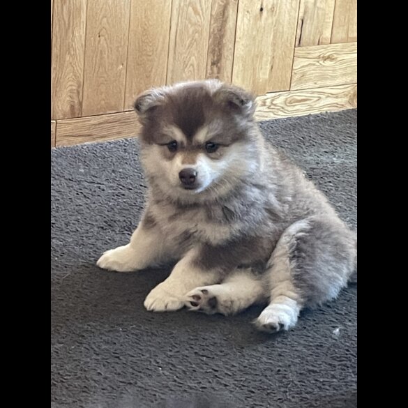 Pomsky - Bitches