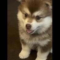 Pomsky - Bitches