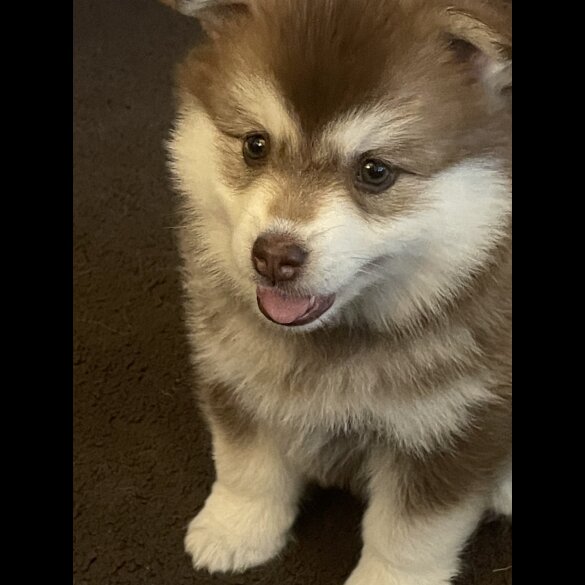 Pomsky - Bitches