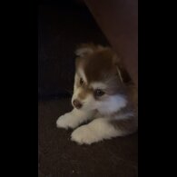 Pomsky - Bitches