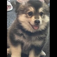 Pomsky - Bitches