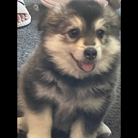 Pomsky - Bitches